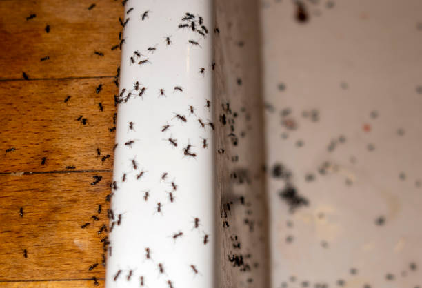 Best Wildlife Control Services  in Jeffersonville, KY